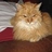 Jesse Nicholas Radin