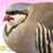 Fat Bird