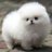 Fluffy Uterus