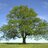 Tree_Outta_Five