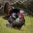gobbles