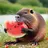 Watermelonutria