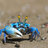 Humble Crab