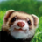 TwoFerretsInATrenchcoat