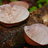 Auricularia Cornea