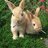 Faggotty Rabbitty