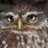 Owltism