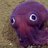Squiddles_the_squid