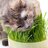 Grass4Cats
