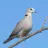 eDove