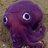 squids