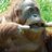oranguanon