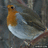 Just A Fat Round Bird