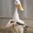 Unhinged duck