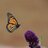 Happy Butterfly