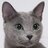Russian Blue Cat