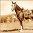 BobTheWonderhorse