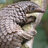 pangolins