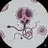 Spermatozoa