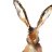 Wabbit