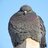 ThatOnePigeon