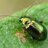 Crepidodera fulvicornis