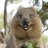 quokka