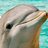DolphinMan