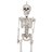 cheap plastic skeleton