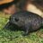 sad frog