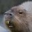 Capybara
