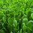 lettuce vinegar