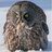 Strix454