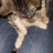 gunt cat