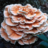 Laetiporus cincinnatus