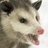 Awssum Possum