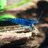 Blue Velvet Shrimp
