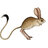 Adjacent Jerboa