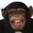 Old Fashioned Chimp
