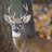 Buck